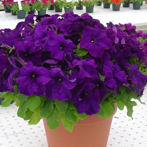 Петунія Лімбо фіолетова F1 Садиба центр зображення 1 артикул 89588