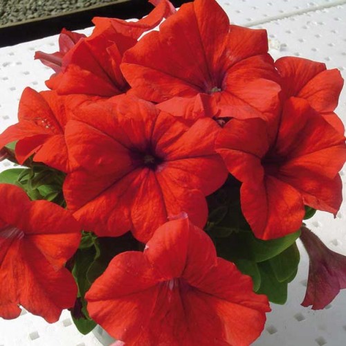 Петуния Лимбо красная F1 Садыба центр артикул фото 1 Петуния Лимбо красная F1 Садыба центр рисунок 1 артикул 89590