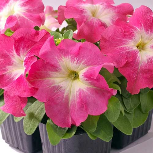 Петунія Лімбо Лососевий ранок F1 Садиба центр зображення 1 артикул 89584