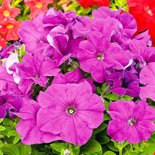Петунія Лімбо пурпурова F1 Садиба центр зображення 1 артикул 89585