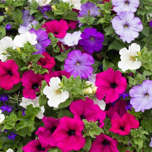 Петунія Лімбо F1, суміш забарвлень зображення 1 артикул 72475