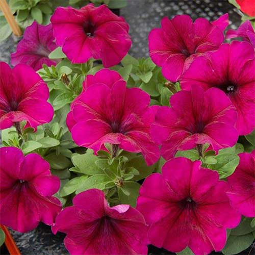 Петунія Мамбо Бургунді F1 Садиба центр зображення 1 артикул 89593