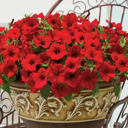 Петуния Мамбо красная F1 Садыба центр рисунок 1 артикул 89598