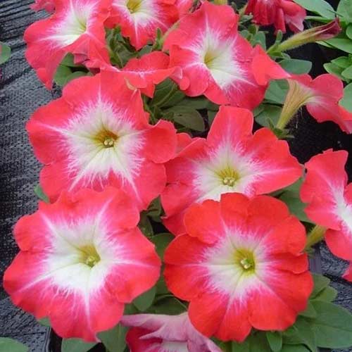 Петуния Мамбо Красное утро F1 Садыба центр рисунок 1 артикул 89599