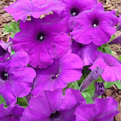 Петунія Мамбо насичено-пурпурова F1 Садиба центр зображення 1 артикул 89594