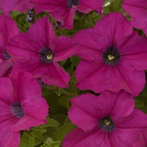 Петунія Мамбо пурпурова F1 Садиба центр зображення 1 артикул 89595