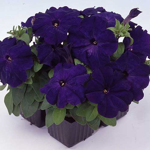 Петуния Мамбо синяя F1 Садыба центр рисунок 1 артикул 89597