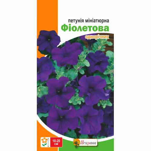 Петунія мініатюрна фіолетова Яскрава артикул фото 1 Петунія мініатюрна фіолетова Яскрава зображення 1 артикул 77086
