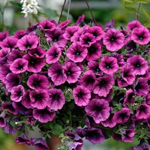 Петунія ампельна Парпл Вельвет F1, насіння артикул фото 1 Петунія ампельна Парпл Вельвет F1, насіння зображення 1 артикул 66284