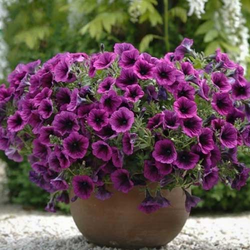 Петунія ампельна Парпл Вельвет F1, насіння артикул фото 2 Петунія ампельна Парпл Вельвет F1, насіння зображення 2 артикул 66284