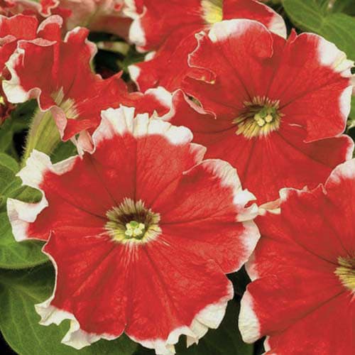 Петуния Пикоти красная Элитсорт рисунок 1 артикул 90600