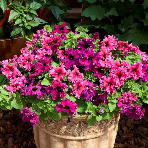 Петуния бахромчатая, смесь окрасок Яскрава артикул фото 1 Петуния бахромчатая, смесь окрасок Яскрава рисунок 1 артикул 72470