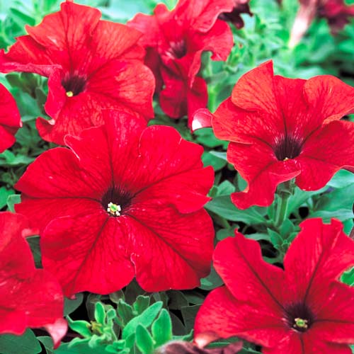 Петуния Танго красная F1 Садыба центр рисунок 1 артикул 89617