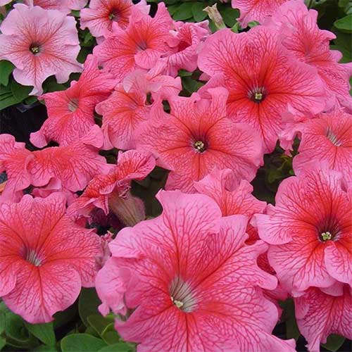 Петунія Танго червона з прожилками F1 зображення 1 артикул 89618