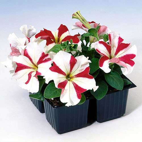 Петуния Танго Красная звезда F1 Садыба центр рисунок 1 артикул 89619