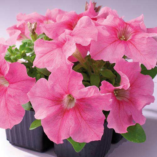 Петунія Танго рожева F1 Садиба центр зображення 1 артикул 89613