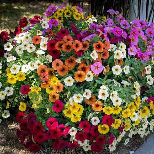 Петунія Зорепад F1, суміш забарвлень Професійне насіння зображення 1 артикул 87572