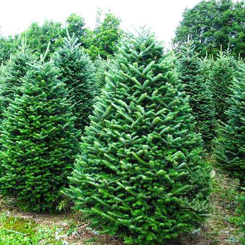 Ялиця Фразера артикул фото 1 Ялиця Фразера зображення 1 артикул 9416