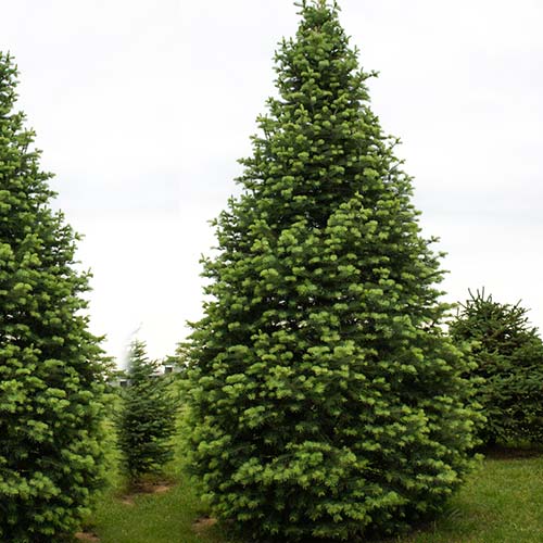 Ялиця кавказька Амболурі Тлугі артикул фото 1 Ялиця кавказька Амболурі Тлугі зображення 1 артикул 9417