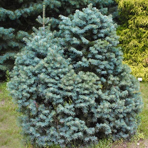 Ялиця одноколірна (каліфорнійська) артикул фото 1 Ялиця одноколірна (каліфорнійська) зображення 1 артикул 9454