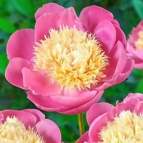 Півонія Боул оф Б'юті зображення 1 артикул 76552