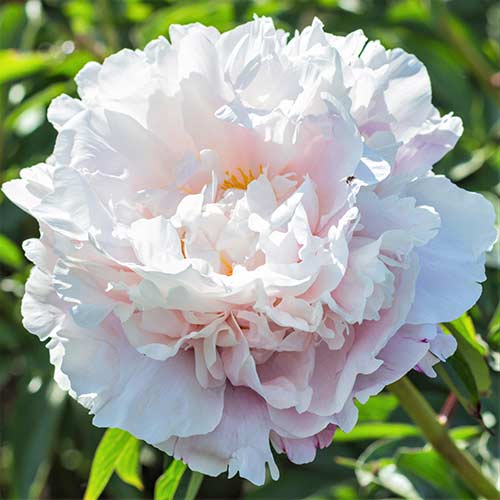 Пион Гардения рисунок 1 артикул 76553