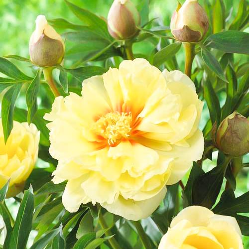 Півонія (Іто-гібрид) Бартзелла зображення 1 артикул 76130