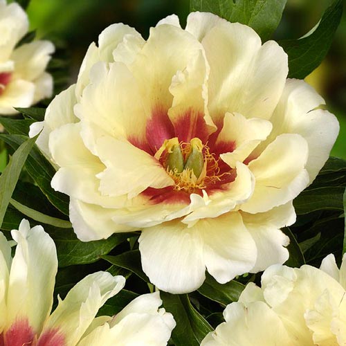 Пион (Ито-гибрид) Кэллис Мемори артикул фото 1 Пион (Ито-гибрид) Кэллис Мемори рисунок 1 артикул 76482