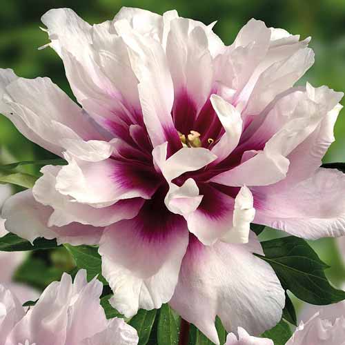 Півонія (Іто-гібрид) Кора Луіза зображення 1 артикул 76484