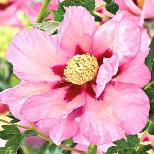 Пион (Ито-гибрид) Пастель Сплендор рисунок 1 артикул 67221