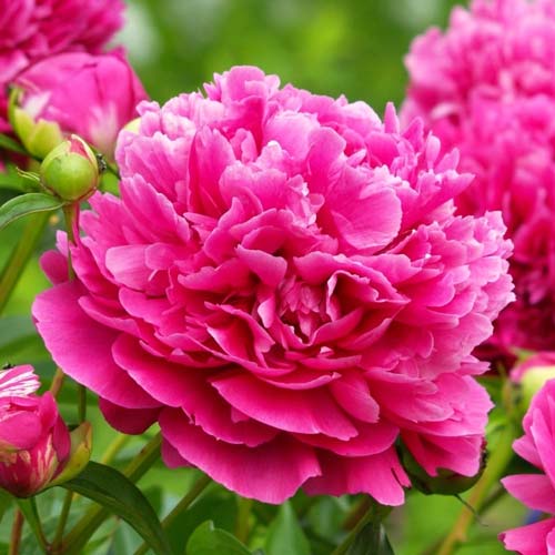 Півонія Карл Розенфельд зображення 1 артикул 67265