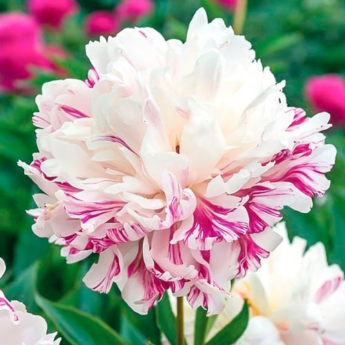 Пион Кэнди Страйп артикул фото 1 Пион Кэнди Страйп рисунок 1 артикул 76336