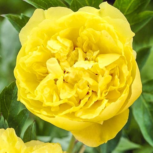 Пион Лаура Десерт рисунок 1 артикул 76614