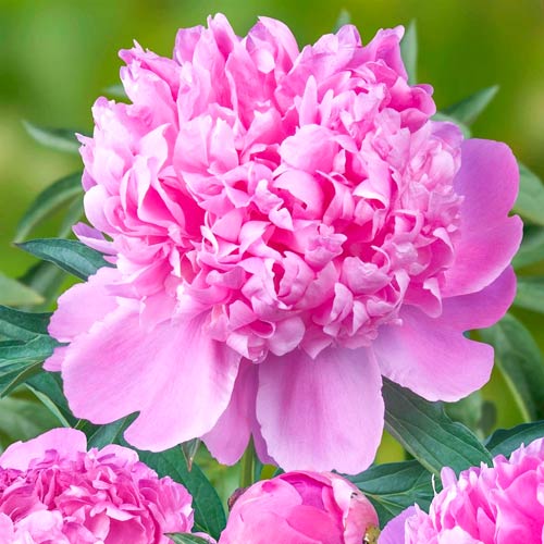 Півонія Монсеньор Жюль Еліе зображення 1 артикул 76615