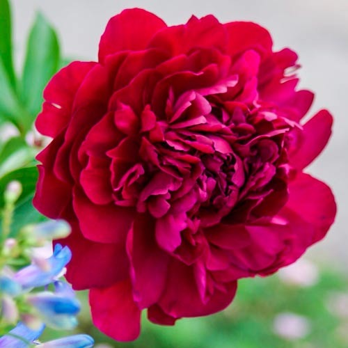 Пион Пол М. Уайлд рисунок 1 артикул 76338