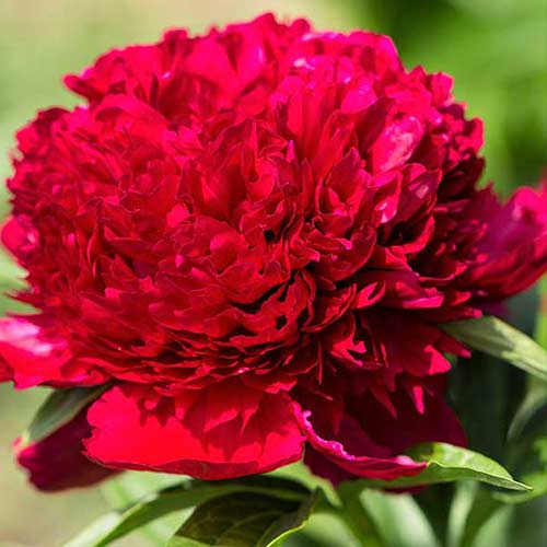 Півонія Red Charm зображення 1 артикул 70444