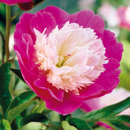 Півонія Санта Фе зображення 1 артикул 76339