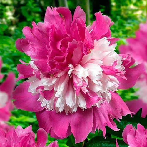 Пион Селебрити рисунок 1 артикул 76129