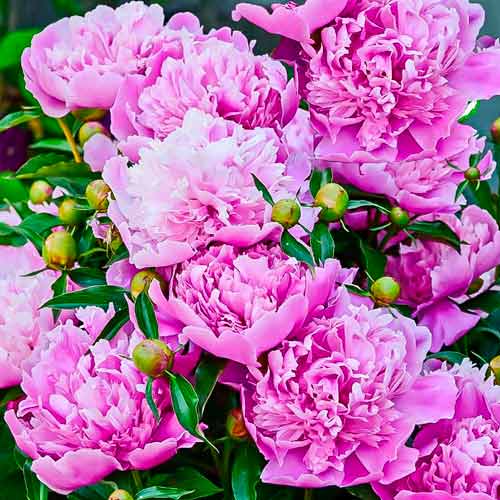 Півонія трав'яниста Олександр Флемінг артикул фото 1 Півонія трав'яниста Олександр Флемінг зображення 1 артикул 68969