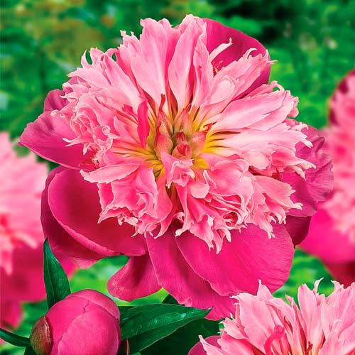 Півонія трав'яниста Беллевіль зображення 1 артикул 68970