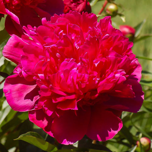 Півонія трав'яниста Біг Бен артикул фото 1 Півонія трав'яниста Біг Бен зображення 1 артикул 68971