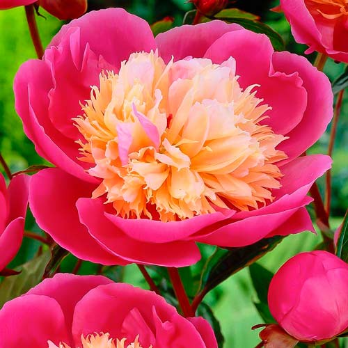 Півонія трав'яниста Боул оф Бюті зображення 1 артикул 68972
