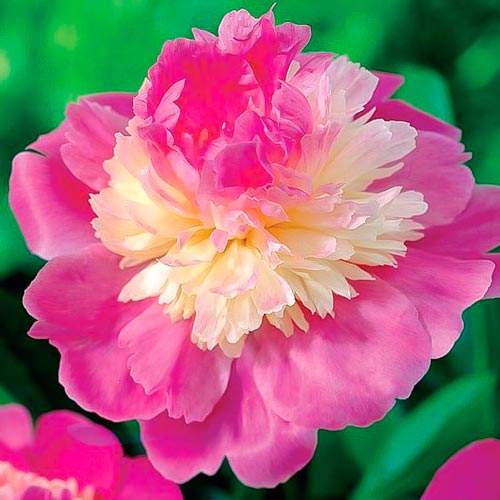 Пион травянистый Гей Пари рисунок 1 артикул 68973