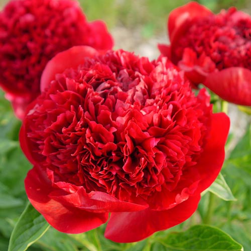 Пион травянистый Мадам Годишо рисунок 1 артикул 68977