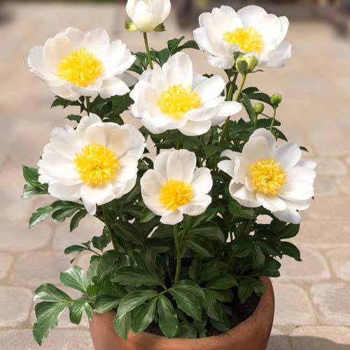 Півонія Патіо Дублін зображення 1 артикул 68978