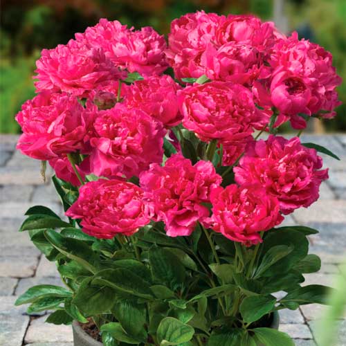 Півонія Патіо Лондон зображення 1 артикул 68979