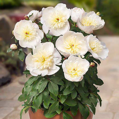 Півонія Патіо Мадрид зображення 1 артикул 68980