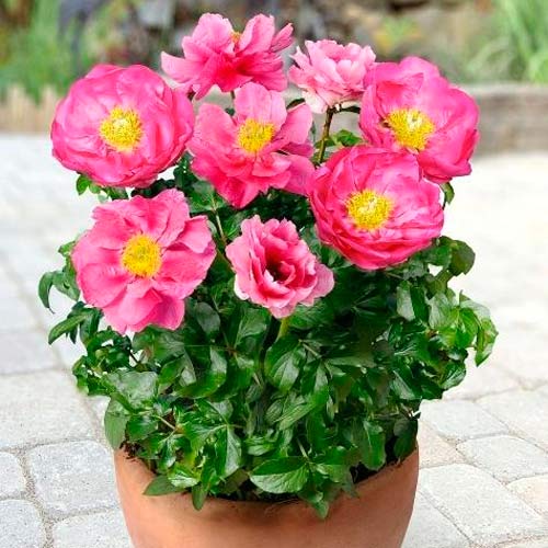 Півонія Патіо Москва зображення 1 артикул 68981