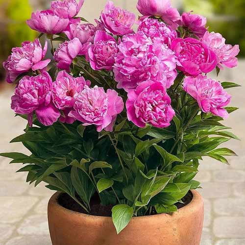Півонія Патіо Рим зображення 1 артикул 68982