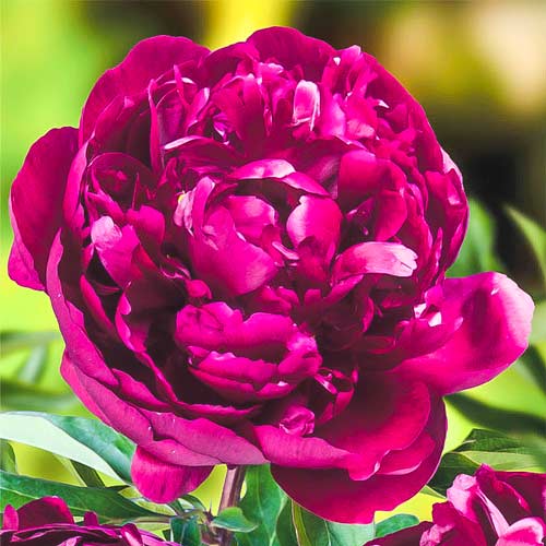 Пион травянистый Питер Бренд рисунок 1 артикул 68983